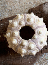 Load image into Gallery viewer, Sputnik Sea Urchins- Beach Wedding Favors - Decor - Sea Urchin - Natural Sea Shell - Air Plant Display - Crafts - 1.75"-3" - FREE SHIPPING!