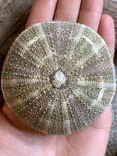 Load image into Gallery viewer, Alfonso Sea Urchins- Beach Wedding Favors - Decor - Sea Urchin - Natural Sea Shell - Air Plant Display - Crafts - 2.5"-4" - FREE SHIPPING!