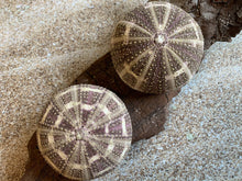 Load image into Gallery viewer, Alfonso Sea Urchins- Beach Wedding Favors - Decor - Sea Urchin - Natural Sea Shell - Air Plant Display - Crafts - 2.5"-4" - FREE SHIPPING!