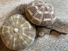Load image into Gallery viewer, Alfonso Sea Urchins- Beach Wedding Favors - Decor - Sea Urchin - Natural Sea Shell - Air Plant Display - Crafts - 2.5"-4" - FREE SHIPPING!