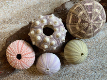 Load image into Gallery viewer, Sea Urchin Sampler Pack - Beach Wedding Favors - Sea Urchins - Natural Sea Shell - Air Plant Display - Crafts - 1.75"-3" - FREE SHIPPING!