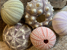 Load image into Gallery viewer, Sea Urchin Sampler Pack - Beach Wedding Favors - Sea Urchins - Natural Sea Shell - Air Plant Display - Crafts - 1.75"-3" - FREE SHIPPING!