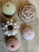 Load image into Gallery viewer, Sea Urchin Sampler Pack - Beach Wedding Favors - Sea Urchins - Natural Sea Shell - Air Plant Display - Crafts - 1.75"-3" - FREE SHIPPING!