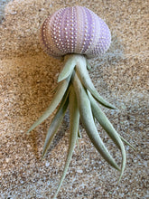 Load image into Gallery viewer, Air Plants & Sea Urchins, Tillandsia Gift Set, Tillandsia Air Plant, Flowering Plant, Airplant, Wedding Decor, Bulk, Tillandsia, Terrarium