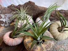 Load image into Gallery viewer, Air Plants & Sea Urchins, Tillandsia Gift Set, Tillandsia Air Plant, Flowering Plant, Airplant, Wedding Decor, Bulk, Tillandsia, Terrarium