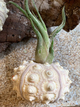 Load image into Gallery viewer, Air Plants & Sea Urchins, Tillandsia Gift Set, Tillandsia Air Plant, Flowering Plant, Airplant, Wedding Decor, Bulk, Tillandsia, Terrarium