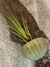 Load image into Gallery viewer, Air Plants & Sea Urchins, Tillandsia Gift Set, Tillandsia Air Plant, Flowering Plant, Airplant, Wedding Decor, Bulk, Tillandsia, Terrarium