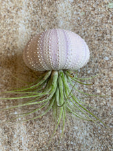 Load image into Gallery viewer, Air Plants & Sea Urchins, Tillandsia Gift Set, Tillandsia Air Plant, Flowering Plant, Airplant, Wedding Decor, Bulk, Tillandsia, Terrarium