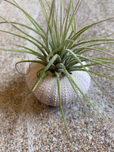 Load image into Gallery viewer, Air Plants & Sea Urchins, Tillandsia Gift Set, Tillandsia Air Plant, Flowering Plant, Airplant, Wedding Decor, Bulk, Tillandsia, Terrarium