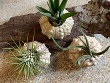 Load image into Gallery viewer, Air Plants & Sea Urchins, Tillandsia Gift Set, Tillandsia Air Plant, Flowering Plant, Airplant, Wedding Decor, Bulk, Tillandsia, Terrarium