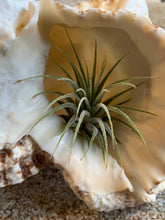 Load image into Gallery viewer, Tillandsia Ionantha Mexican Air Plant, Guatemala Air Plant, Air Plants, Wedding Decor, Plants, Airplants, Bulk, Tillandsia, Terrarium