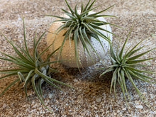Load image into Gallery viewer, Tillandsia Ionantha Mexican Air Plant, Guatemala Air Plant, Air Plants, Wedding Decor, Plants, Airplants, Bulk, Tillandsia, Terrarium