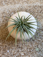 Load image into Gallery viewer, Tillandsia Ionantha Mexican Air Plant, Guatemala Air Plant, Air Plants, Wedding Decor, Plants, Airplants, Bulk, Tillandsia, Terrarium