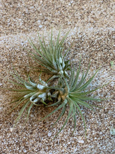 Load image into Gallery viewer, Tillandsia Ionantha Mexican Air Plant, Guatemala Air Plant, Air Plants, Wedding Decor, Plants, Airplants, Bulk, Tillandsia, Terrarium