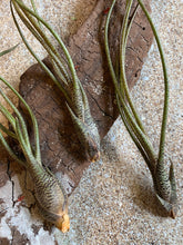 Load image into Gallery viewer, Butzii Air Plant, Tillandsia Air Plant (Pseudobaileyi) Air Plant, Air Plants, Wedding Decor, Plants, Airplants, Bulk, Tillandsia, Terrarium