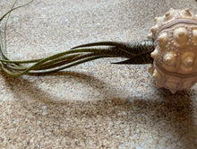 Load image into Gallery viewer, Butzii Air Plant, Tillandsia Air Plant (Pseudobaileyi) Air Plant, Air Plants, Wedding Decor, Plants, Airplants, Bulk, Tillandsia, Terrarium