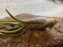 Load image into Gallery viewer, Butzii Air Plant, Tillandsia Air Plant (Pseudobaileyi) Air Plant, Air Plants, Wedding Decor, Plants, Airplants, Bulk, Tillandsia, Terrarium