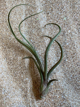 Load image into Gallery viewer, Baileyi Air Plant, Tillandsia Air Plant (Pseudobaileyi) Air Plant, Air Plants, Wedding Decor, Plants, Airplants, Bulk, Tillandsia, Terrarium