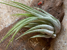 Load image into Gallery viewer, Scaposa Kolby Air Plant, Tillandsia Air Plant, Guatemala Air Plant, Air Plants, Wedding Decor, Plant, Airplants, Bulk, Tillandsia, Terrarium