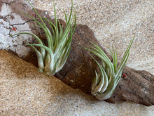 Load image into Gallery viewer, Scaposa Kolby Air Plant, Tillandsia Air Plant, Guatemala Air Plant, Air Plants, Wedding Decor, Plant, Airplants, Bulk, Tillandsia, Terrarium