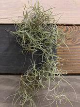 Load image into Gallery viewer, Spanish Moss - Live Spanish Moss Tillandsia Usneoides Hanging Air Plant Live Peruvian Moss Tillandsia Plant Plants Airplants Tillandsia