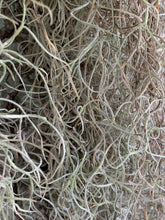 Load image into Gallery viewer, Spanish Moss - Live Spanish Moss Tillandsia Usneoides Hanging Air Plant Live Peruvian Moss Tillandsia Plant Plants Airplants Tillandsia