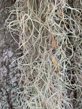 Load image into Gallery viewer, Spanish Moss - Live Spanish Moss Tillandsia Usneoides Hanging Air Plant Live Peruvian Moss Tillandsia Plant Plants Airplants Tillandsia