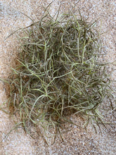 Load image into Gallery viewer, Spanish Moss - Live Spanish Moss Tillandsia Usneoides Hanging Air Plant Live Peruvian Moss Tillandsia Plant Plants Airplants Tillandsia