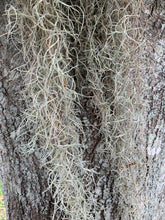 Load image into Gallery viewer, Spanish Moss - Live Spanish Moss Tillandsia Usneoides Hanging Air Plant Live Peruvian Moss Tillandsia Plant Plants Airplants Tillandsia