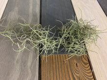 Load image into Gallery viewer, Spanish Moss - Live Spanish Moss Tillandsia Usneoides Hanging Air Plant Live Peruvian Moss Tillandsia Plant Plants Airplants Tillandsia