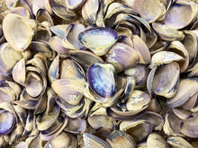 Load image into Gallery viewer, Purple Baby Clam Shells, Purple Clam Shells, Purple Seashells, Purple ClamShells, Bulk Purple Craft Seashells, Bulk Lavender Shells