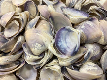 Load image into Gallery viewer, Purple Baby Clam Shells, Purple Clam Shells, Purple Seashells, Purple ClamShells, Bulk Purple Craft Seashells, Bulk Lavender Shells