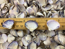 Load image into Gallery viewer, Purple Baby Clam Shells, Purple Clam Shells, Purple Seashells, Purple ClamShells, Bulk Purple Craft Seashells, Bulk Lavender Shells