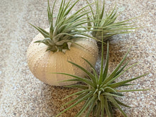Load image into Gallery viewer, Tillandsia Ionantha Mexican Air Plant, Guatemala Air Plant, Air Plants, Wedding Decor, Plants, Airplants, Bulk, Tillandsia, Terrarium