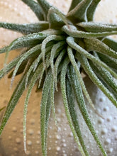 Load image into Gallery viewer, Tillandsia Ionantha Mexican Air Plant, Guatemala Air Plant, Air Plants, Wedding Decor, Plants, Airplants, Bulk, Tillandsia, Terrarium