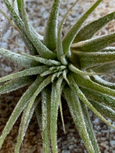 Load image into Gallery viewer, Tillandsia Ionantha Mexican Air Plant, Guatemala Air Plant, Air Plants, Wedding Decor, Plants, Airplants, Bulk, Tillandsia, Terrarium