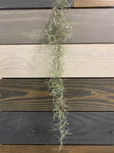 Load image into Gallery viewer, Spanish Moss - Live Spanish Moss Tillandsia Usneoides Hanging Air Plant Live Peruvian Moss Tillandsia Plant Plants Airplants Tillandsia