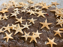 Load image into Gallery viewer, Tiny Starfish 1/2"-3/4"- Star Fish - Craft Supply - Beach Wedding Favors - Wedding Decor - Bulk - Seashell - Gift - Crafting