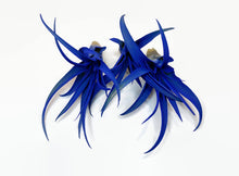 Load image into Gallery viewer, Blue Tillandsia Capitata Air Plant, Ionantha Air Plant, Air Plants, Beach Wedding Decor, Wedding Favor, Tillandsia, Terrarium