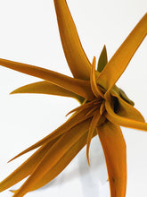 Load image into Gallery viewer, Orange Tillandsia Capitata Air Plant, Ionantha Air Plant, Air Plants, Beach Wedding Decor, Wedding Favor, Tillandsia, Terrarium, Airplant