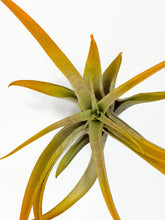 Load image into Gallery viewer, Orange Tillandsia Capitata Air Plant, Ionantha Air Plant, Air Plants, Beach Wedding Decor, Wedding Favor, Tillandsia, Terrarium, Airplant