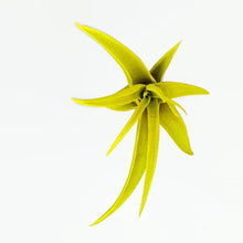 Load image into Gallery viewer, Yellow Tillandsia Capitata Air Plant, Ionantha Air Plant, Air Plants, Beach Wedding Decor, Wedding Favor, Tillandsia, Terrarium, Airplant