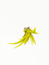 Load image into Gallery viewer, Yellow Tillandsia Capitata Air Plant, Ionantha Air Plant, Air Plants, Beach Wedding Decor, Wedding Favor, Tillandsia, Terrarium, Airplant