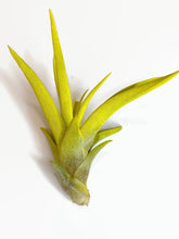 Load image into Gallery viewer, Yellow Tillandsia Capitata Air Plant, Ionantha Air Plant, Air Plants, Beach Wedding Decor, Wedding Favor, Tillandsia, Terrarium, Airplant