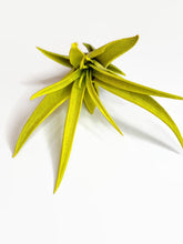 Load image into Gallery viewer, Yellow Tillandsia Capitata Air Plant, Ionantha Air Plant, Air Plants, Beach Wedding Decor, Wedding Favor, Tillandsia, Terrarium, Airplant