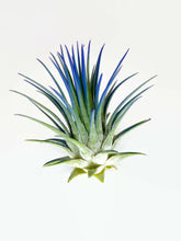 Load image into Gallery viewer, Blue Ionantha Guatemala Tillandsia Air Plant, Guatemala Air Plant, Air Plant, Airplant