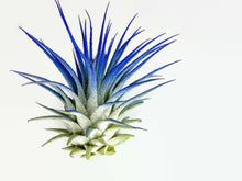Load image into Gallery viewer, Blue Ionantha Guatemala Tillandsia Air Plant, Guatemala Air Plant, Air Plant, Airplant