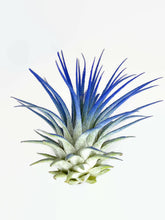 Load image into Gallery viewer, Blue Ionantha Guatemala Tillandsia Air Plant, Guatemala Air Plant, Air Plant, Airplant