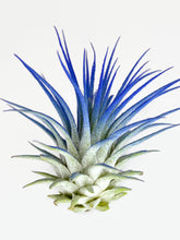Load image into Gallery viewer, Blue Ionantha Guatemala Tillandsia Air Plant, Guatemala Air Plant, Air Plant, Airplant