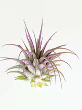Load image into Gallery viewer, Lavender Ionantha Guatemala Tillandsia Air Plant, Guatemala Air Plant, Air Plant, Airplant, Wholesale Terrarium, Enhanced AirPlants
